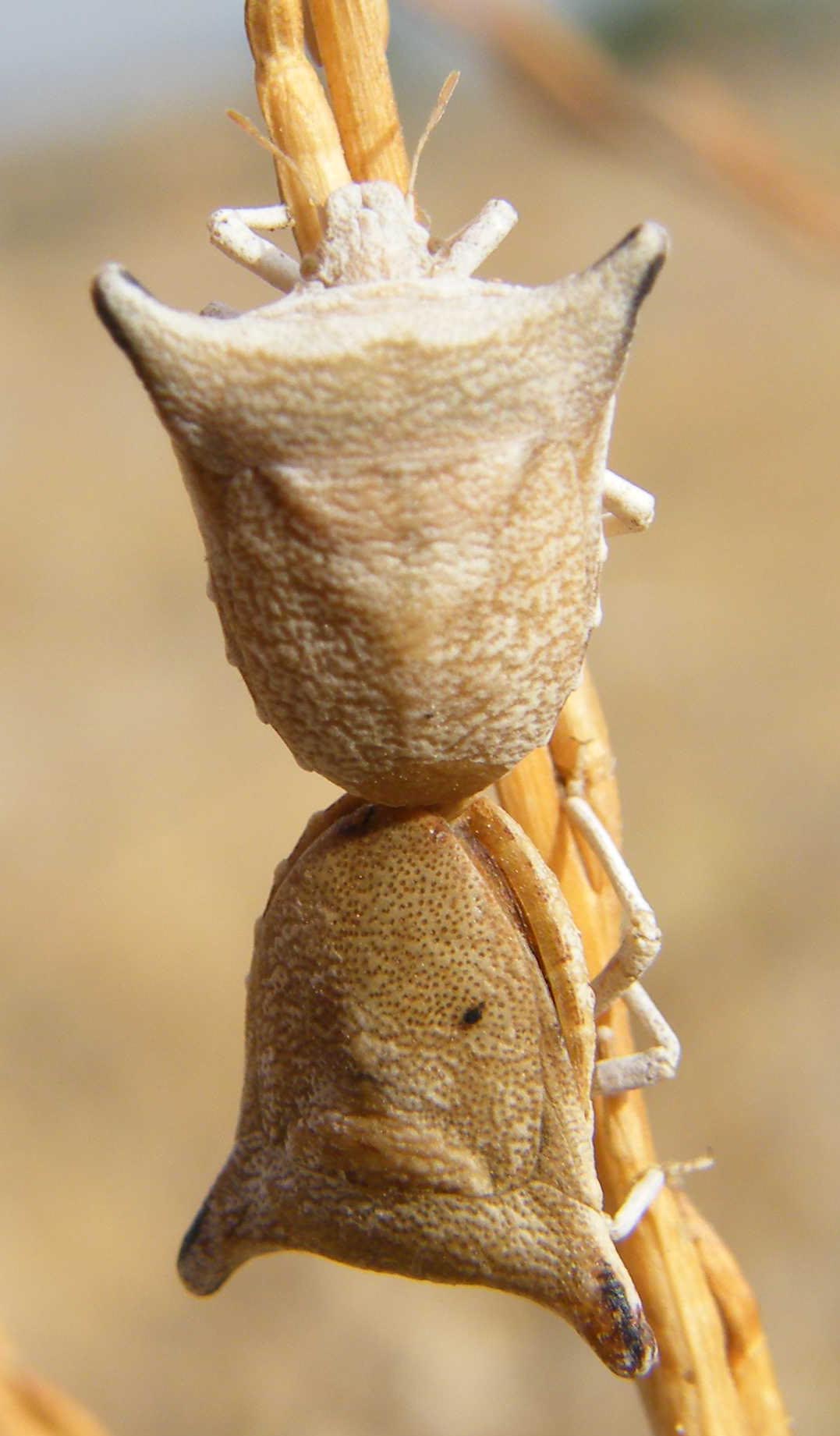 Ventocoris (Selenodera) falcatus